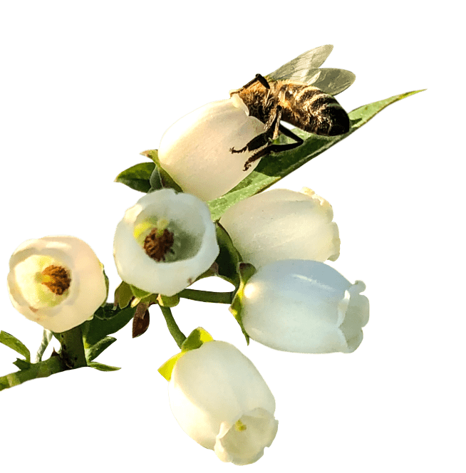 A bee pollinating blueberry blossoms
