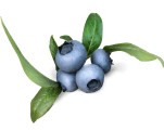 Fresh Organic Blueberries. Available July/August only